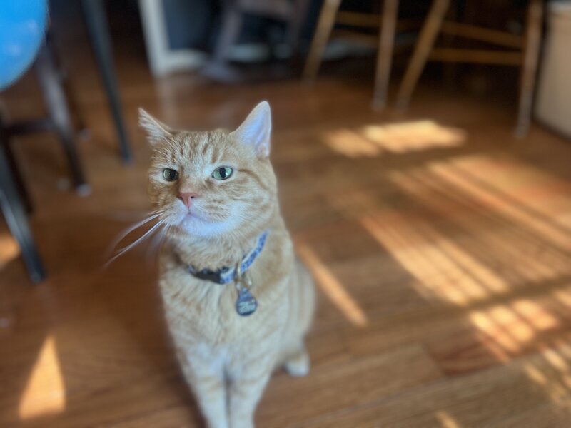 Orange cat
