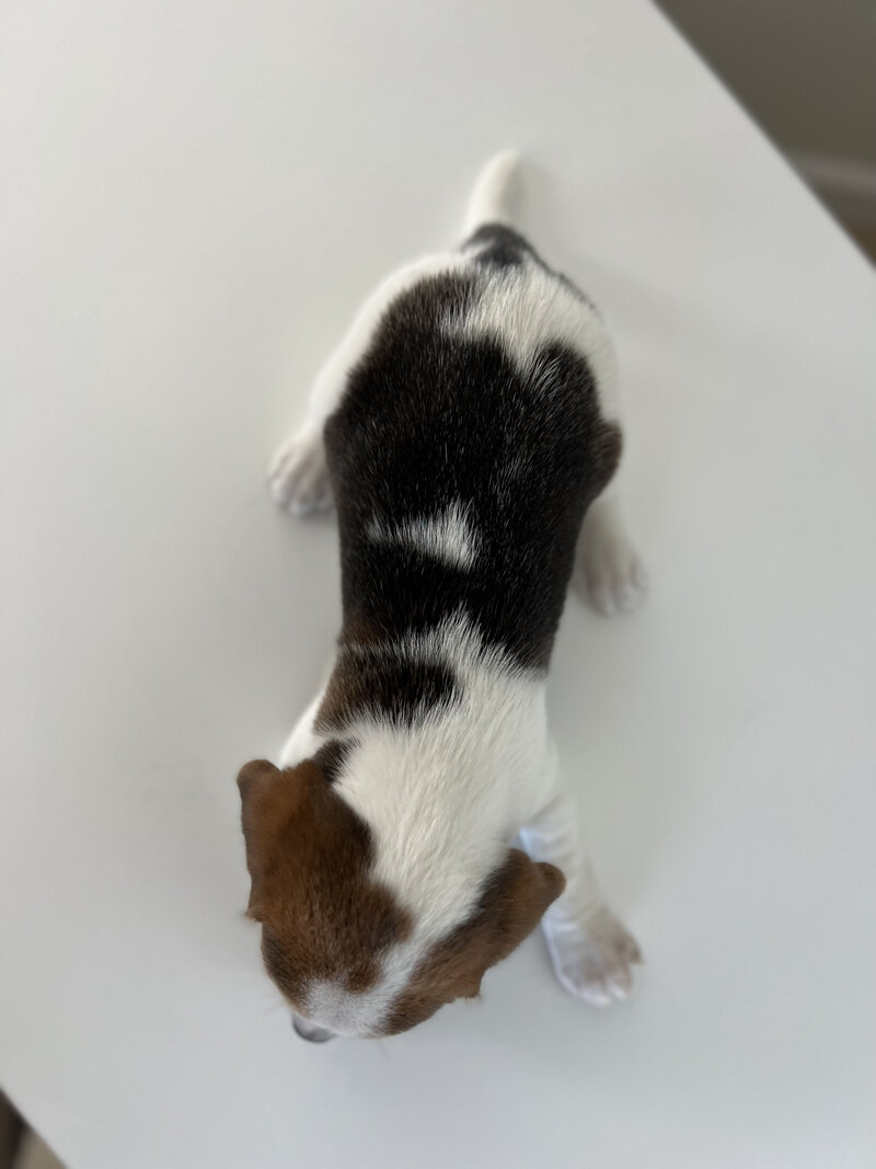 Pocket Beagle Puppies For Sale