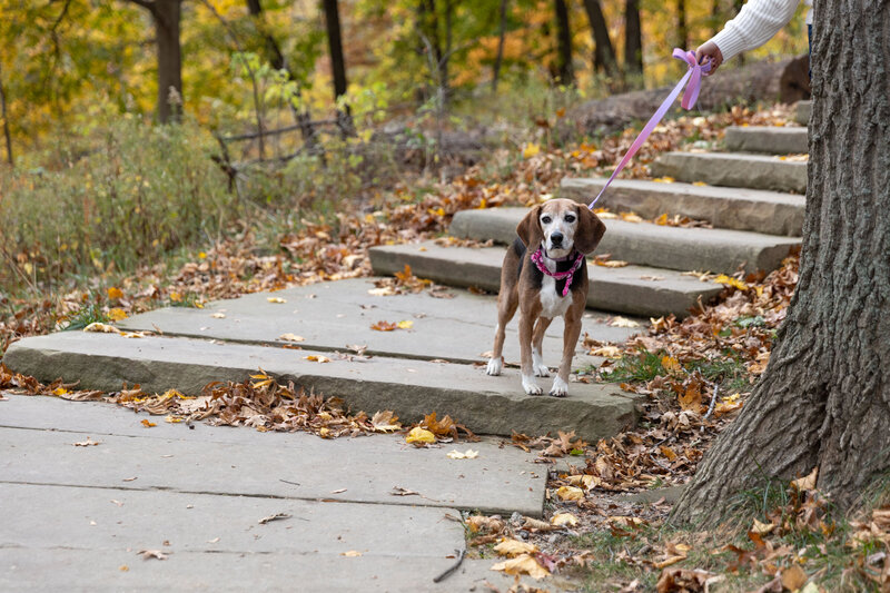 A dog is standing on a staircase, with leash attached and a human hand holding it.