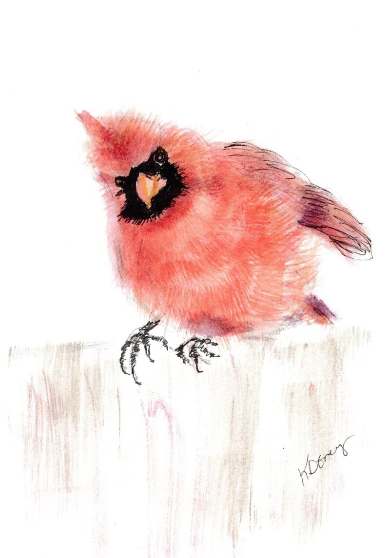 kd gregory fine art - curious cardinal
