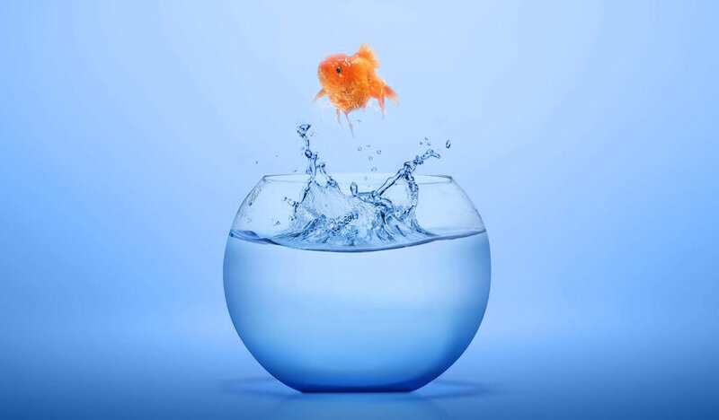 how-long-can-a-fish-live-out-of-water-1