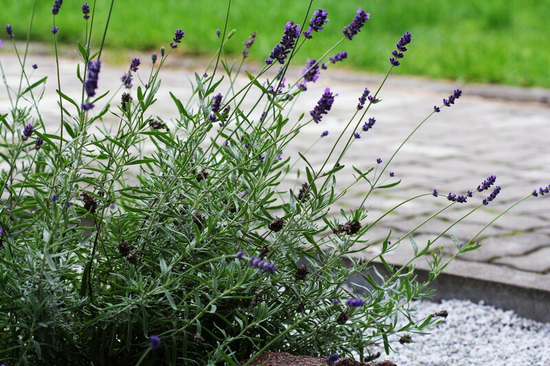 Lavender plants in full bloom with deep purple flowers and green foliage, providing a calming presence in a garden setting.