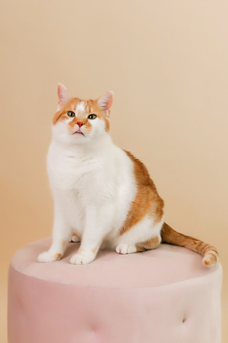 orange and white cat sits on  velvet stool  and sticks out tongue