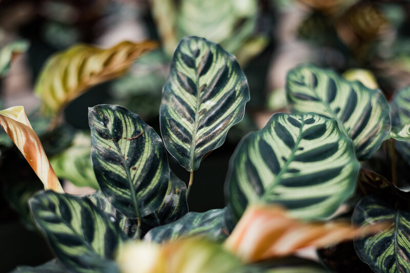 Discover new scents of Rosy Rings candles and diffusers at Pete's Greenhouse in Amarillo, Texas! We are a Panhandle based gift shop and greenhouse. Passionately providing the feeling of home for 48 years.