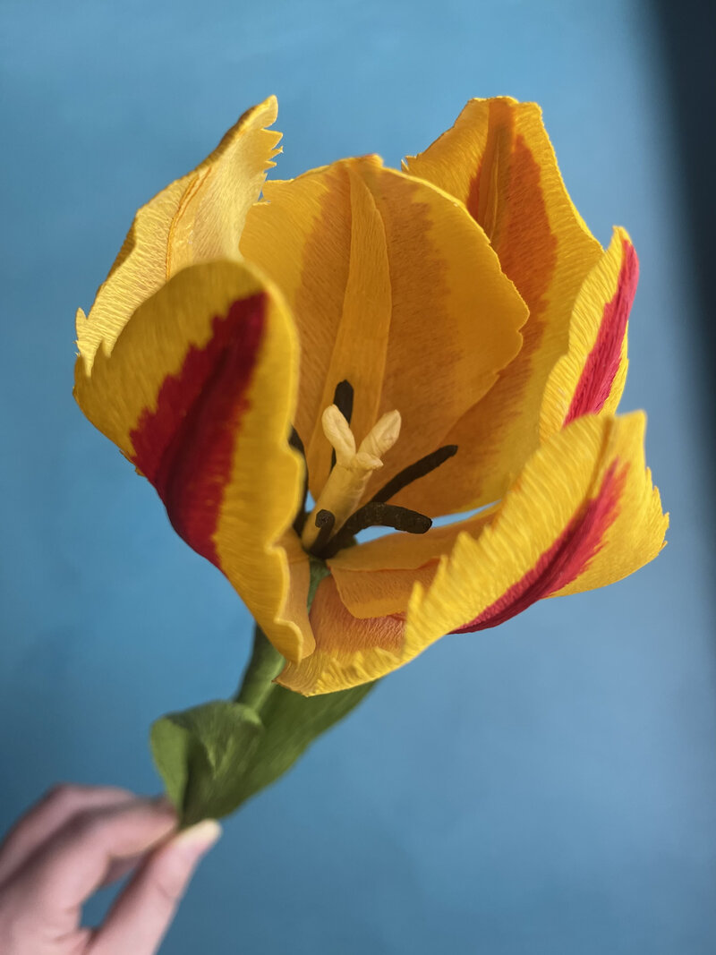 tulip 1