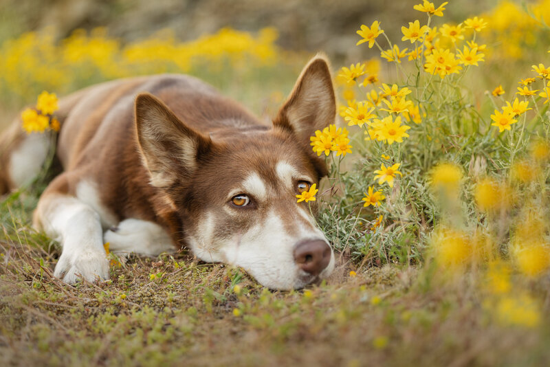 dog surrounded by yellow wildflowers