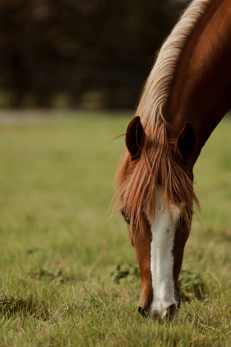 Cats Picasso, an award winning, sorrel, performance stallion with brown coat and white snout and lower legs.