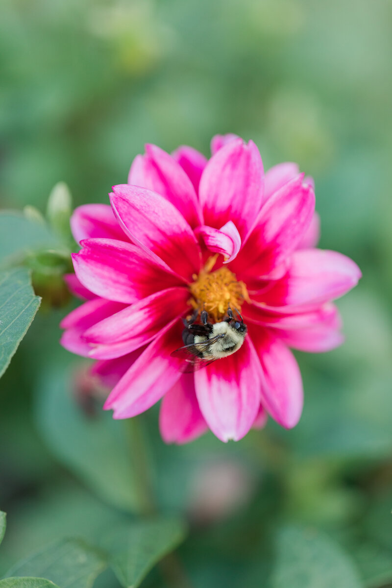 Jennifer B Photography-Phillip & Kristina-Engagement-2020-0132