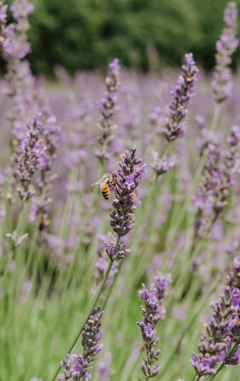 Honeybee on lavender blooms