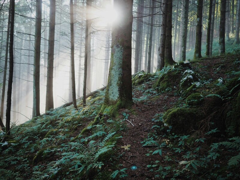 Forest with ferns all around and sun peeking through the trees