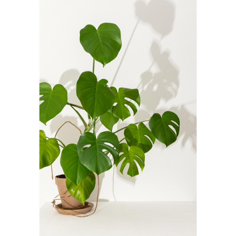 Large potted plant with a heavy shadow up a white wall.