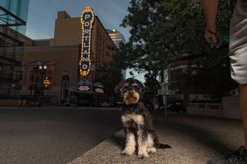 Dog in front of Portland marquee