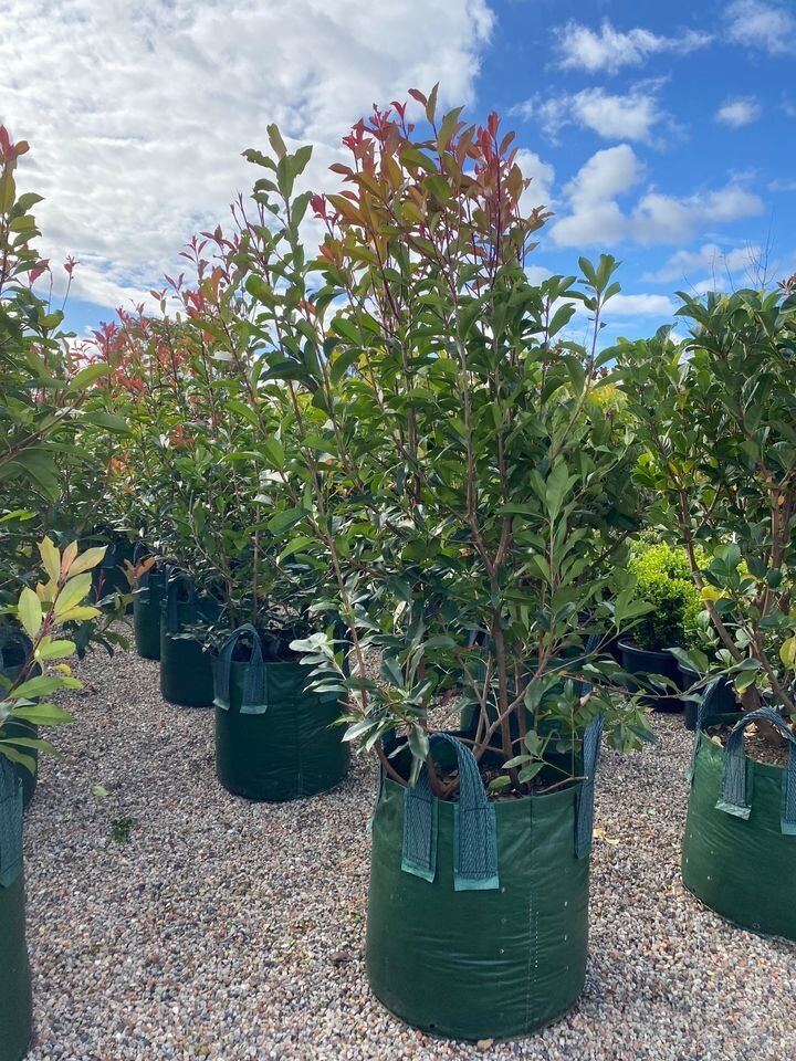 Photinia Red Robins - Photinia x Fraseri - Mature Hedges & Screens Sydney