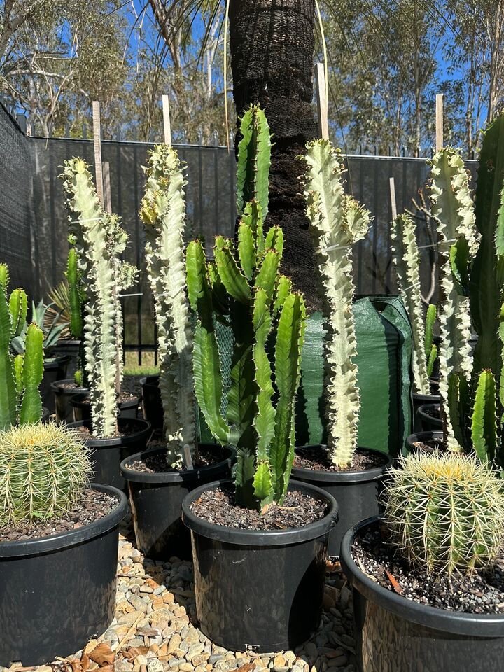 Euphorbia ingens | Cowboy Cactus | Cacti & Succulents Sydney