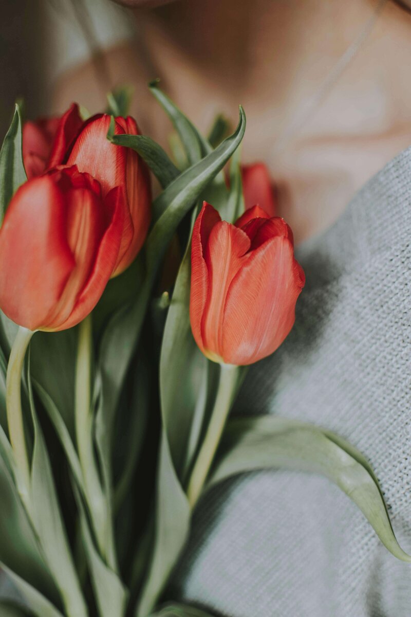 Image of red tulips being held to the chest of a woman in a sweater