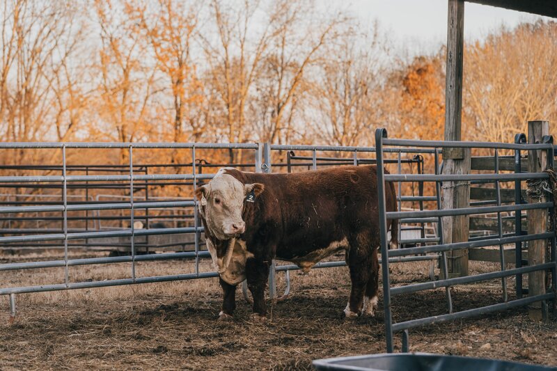 Hereford bull for sale