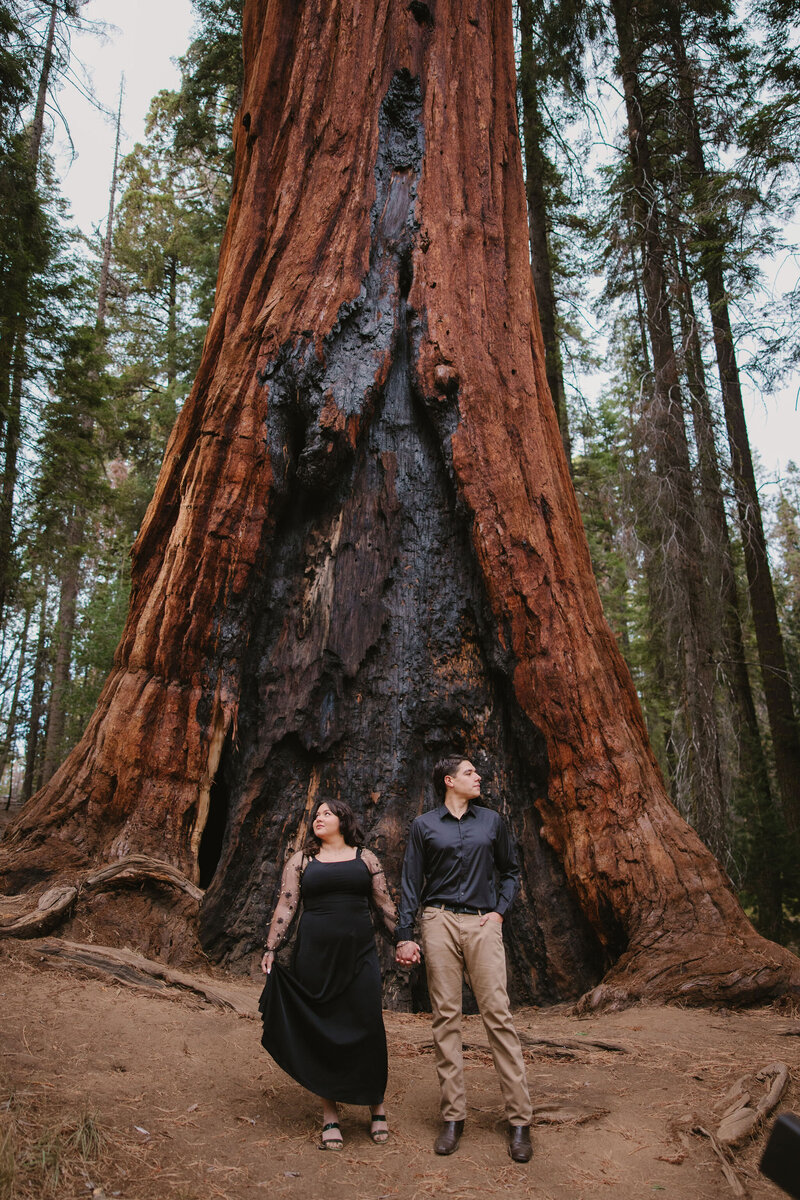 Sequoia National Park Engagement Photographer3506