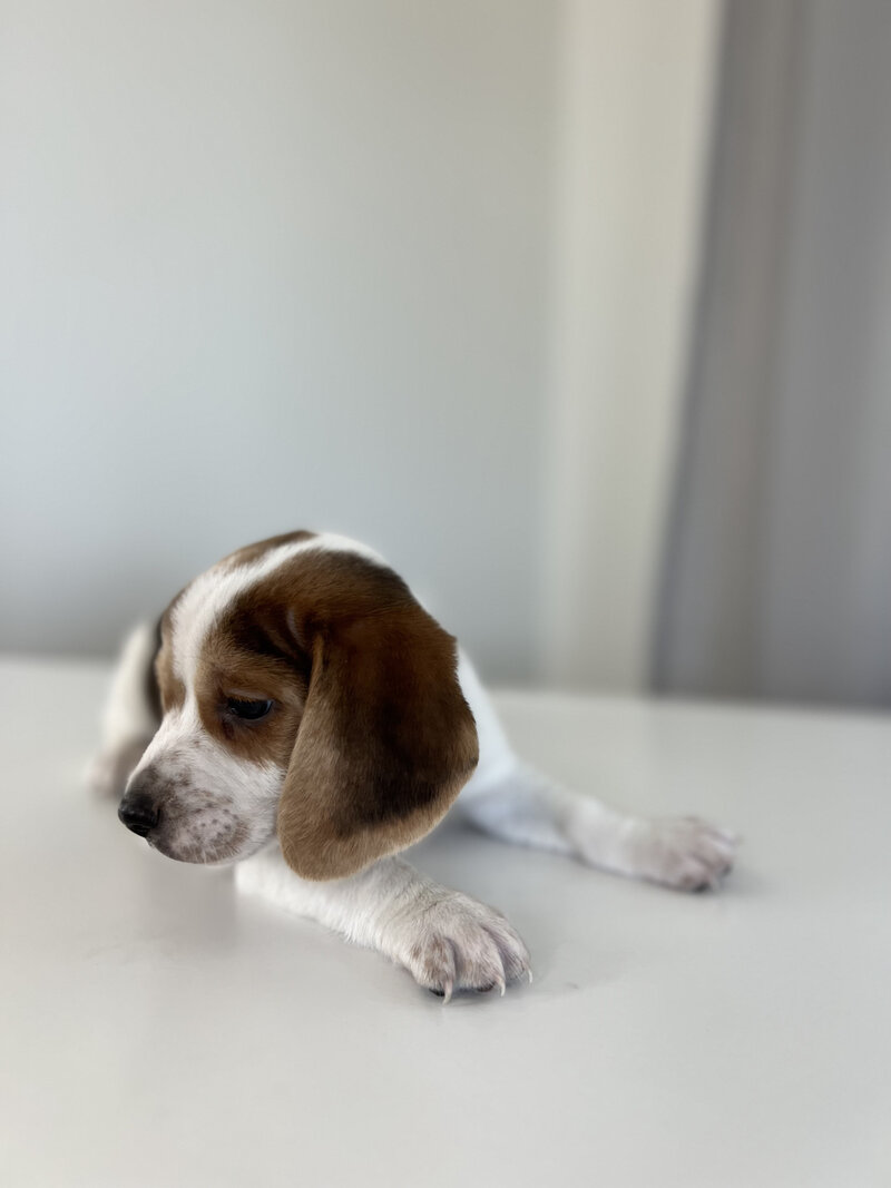 Pocket Beagle Puppies For Sale