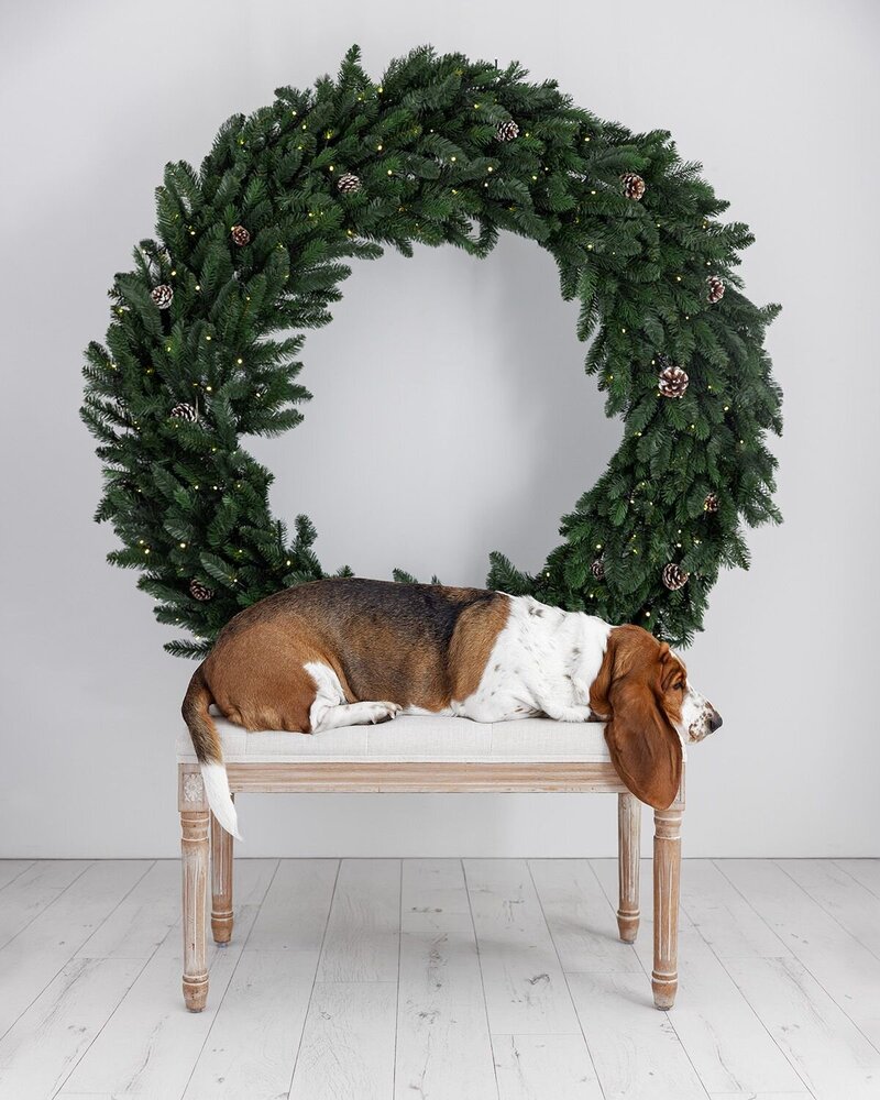 Image of a basset hound laying in a bench in front of a Christmas wreath backdrop in the studio. Taken by Norwich portrait photographer Claire Howes. Christmas Mini Sessions Norwich.