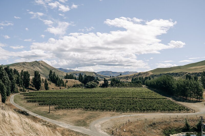 a view of the boneline vineyard and wedding venue in waipara near christchurch new zealand