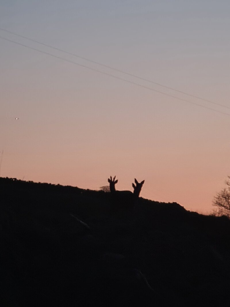 hollyhouse_cottage_deer_nidderdale