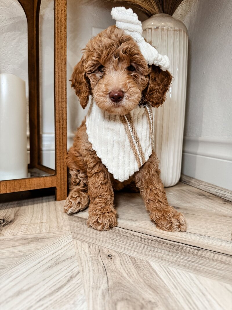 Red goldendoodle puppy Texas breeding.
