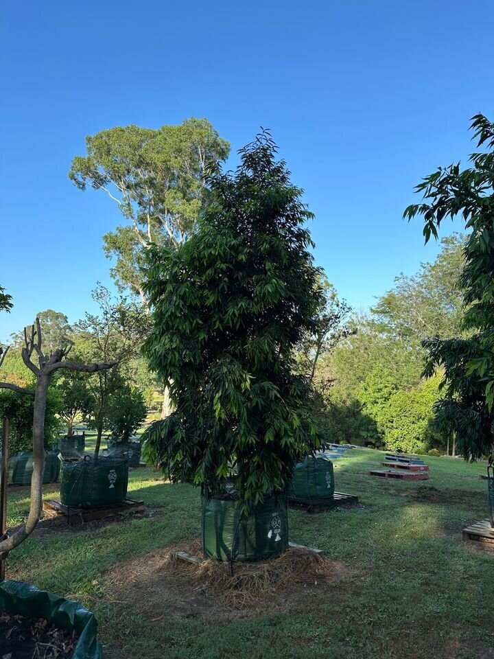 WATERHOUSEA FLORIBUNDA 'AMAROO' - Weeping Lilly Pilly