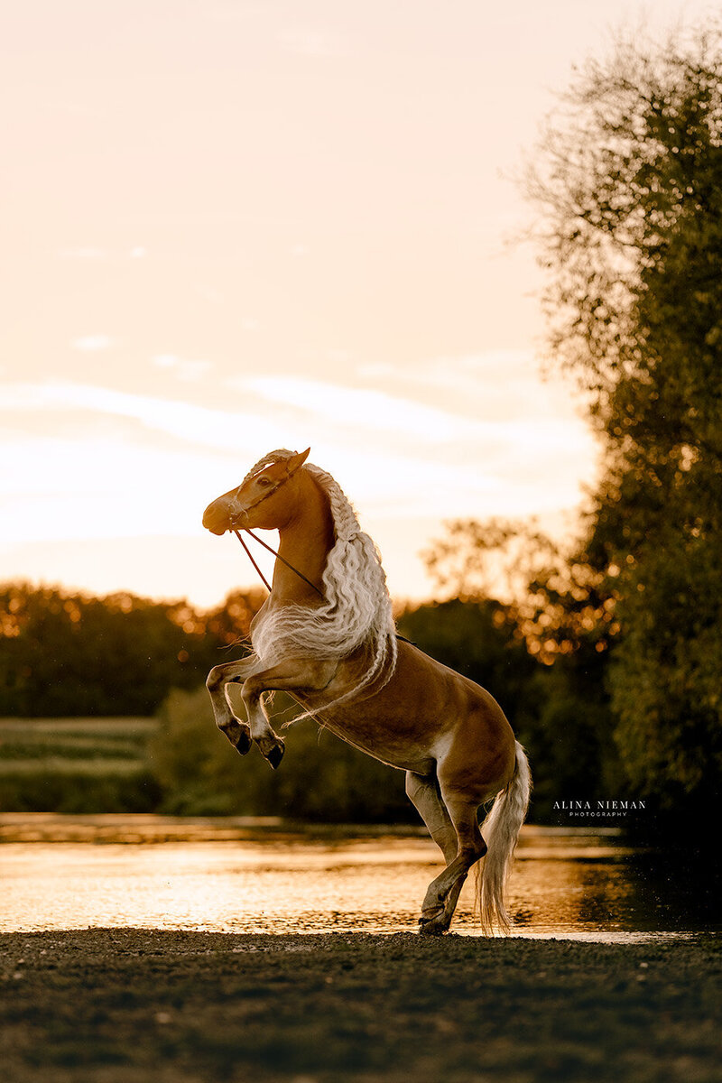 Actie foto's van je paard | Power & elegance | Paarden fotograaf Noord-Nederland