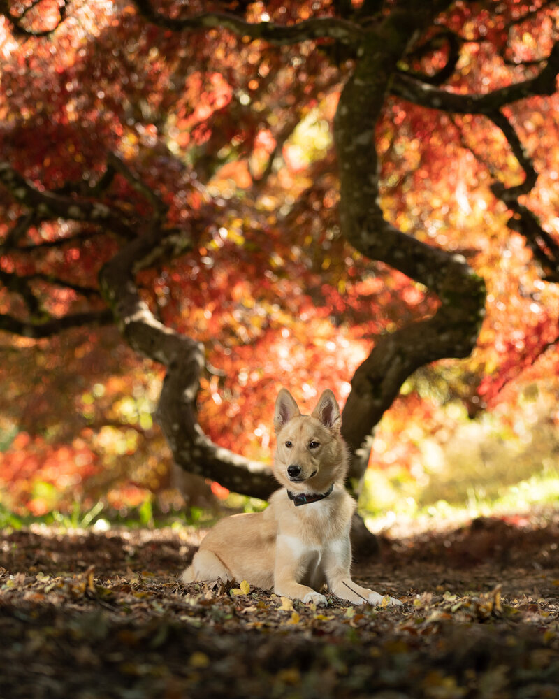 Dog in front of fall colors