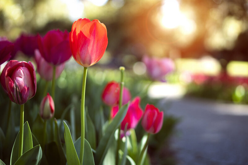 In_Bloom_web