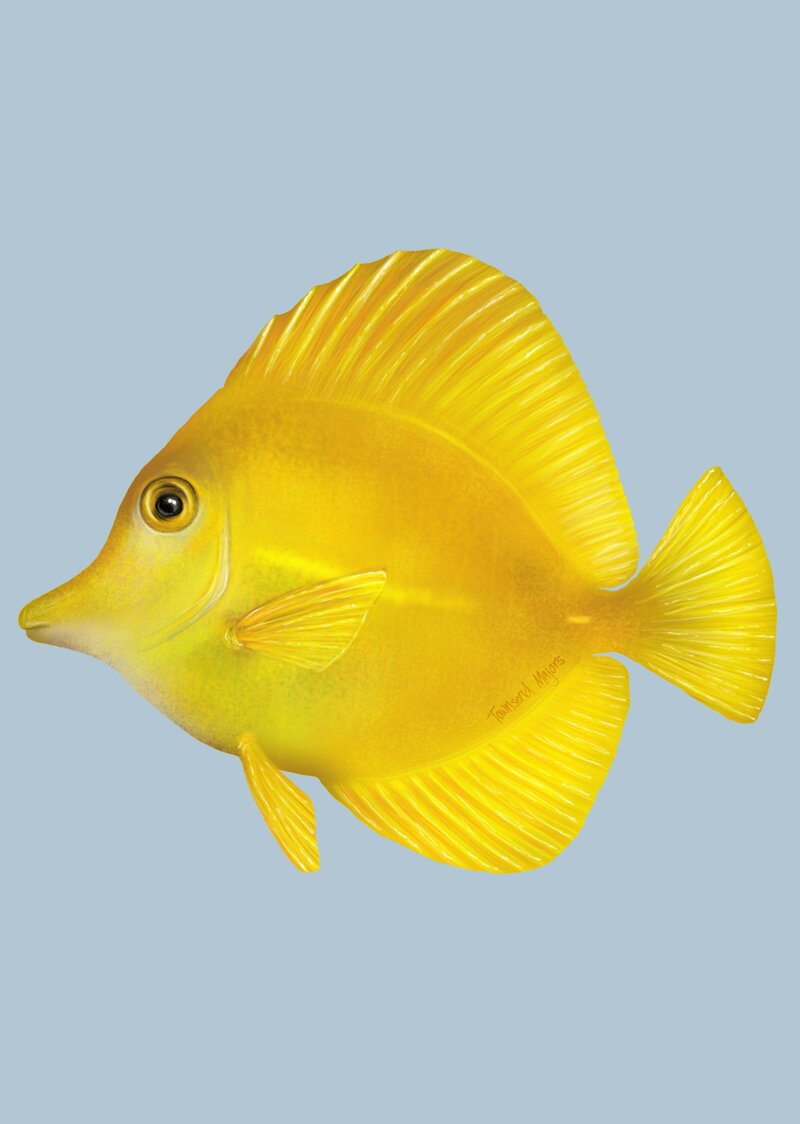 Townsend Majors' yellow tang fish illustration