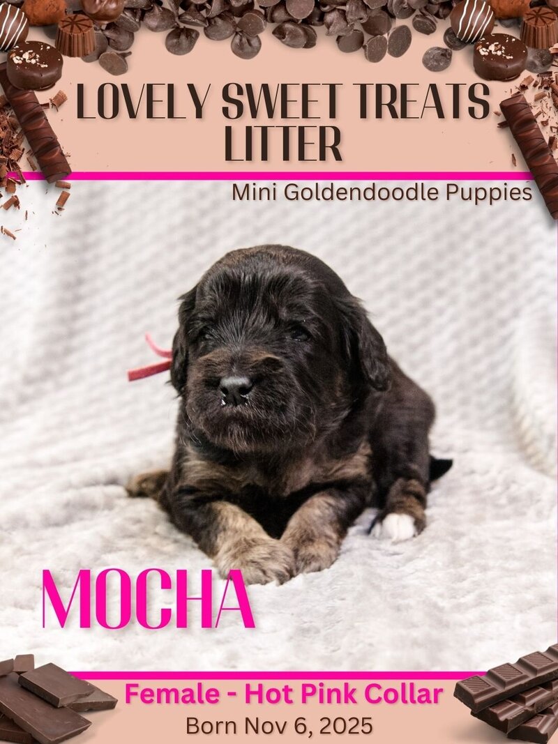 Sweet Treats - Pink Mocha Female