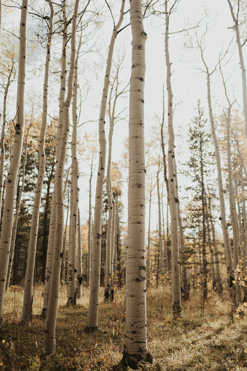 kanosha-pass-colorado-elopement-shelby-laine-photography-39