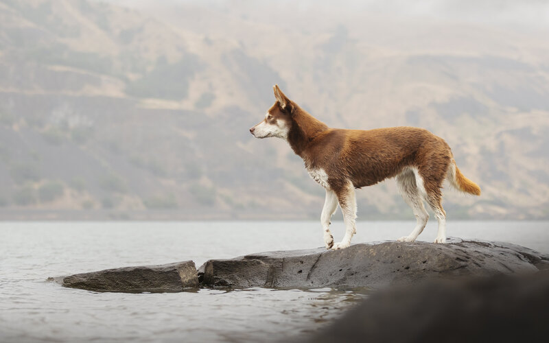 dog stood on river bank