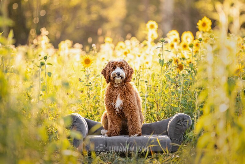 Cream Australian Labradoodle Phoebe