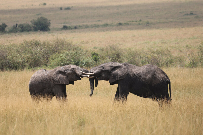 safariedited-185