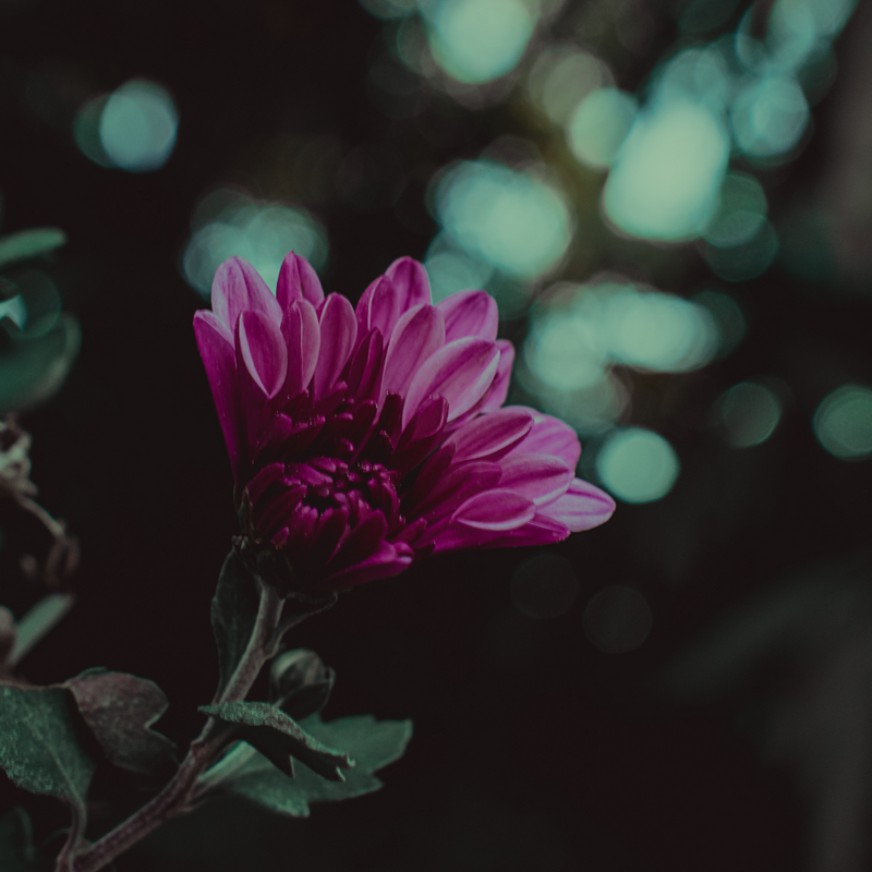 Untitled design (18)