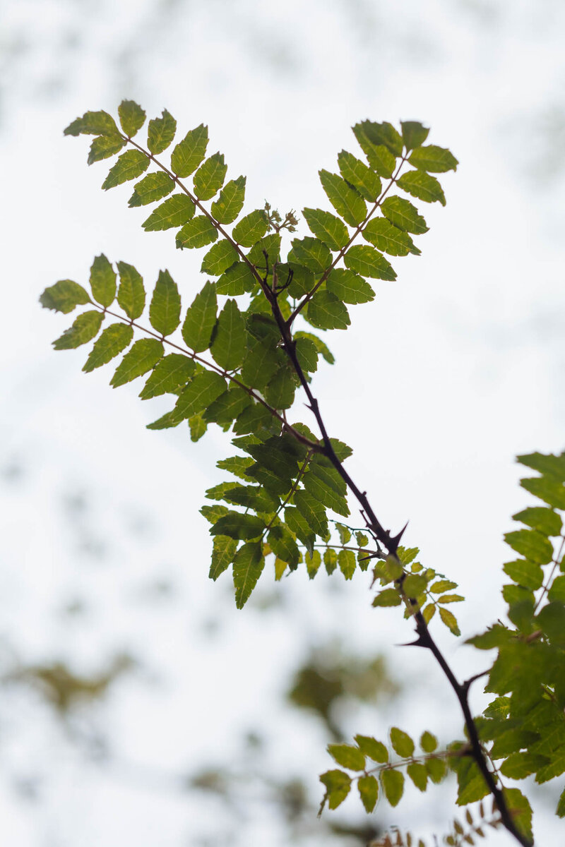 Bamboo Autumn-5