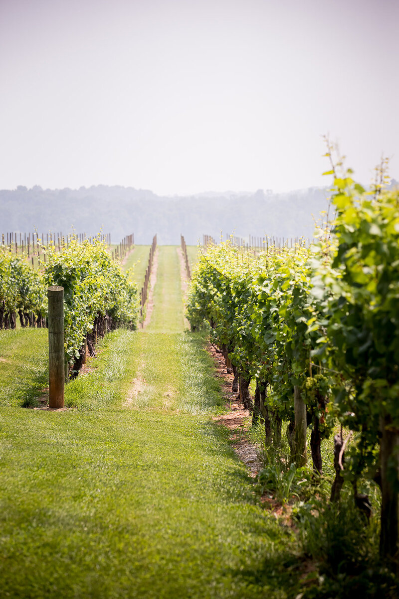 SheltonVineyards-384