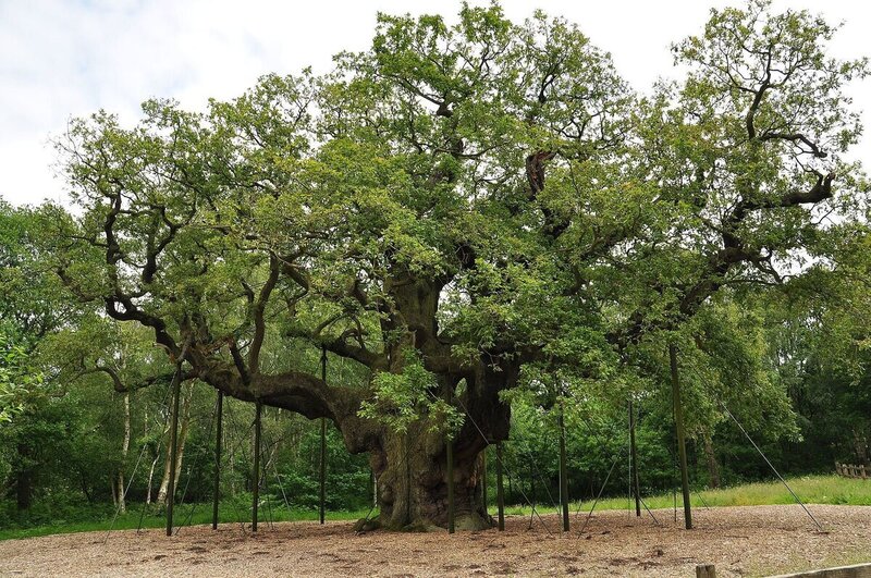 Quercus robur - Mature English Oak - Go Green Nurseries