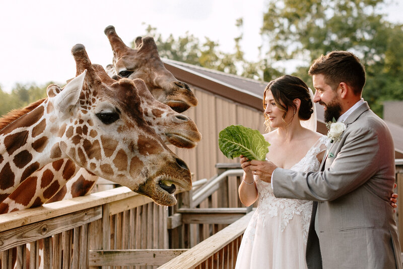 A bride in a floral gown and a groom in a suit feed leafy greens to two curious giraffes on a wooden deck.