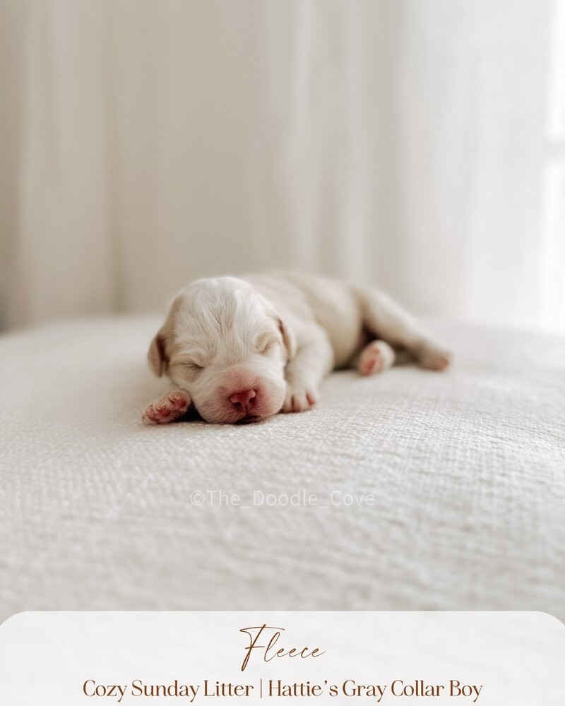 Cozy Sunday litter.zip - Pilsner (10)