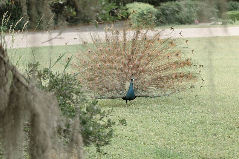 Magnolia-plantation-and-gardens-Charleston-SC-south-carolina-wedding-7