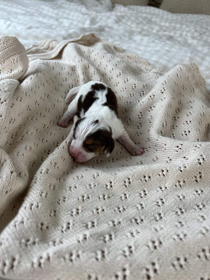 Pocket Beagle Puppies For Sale