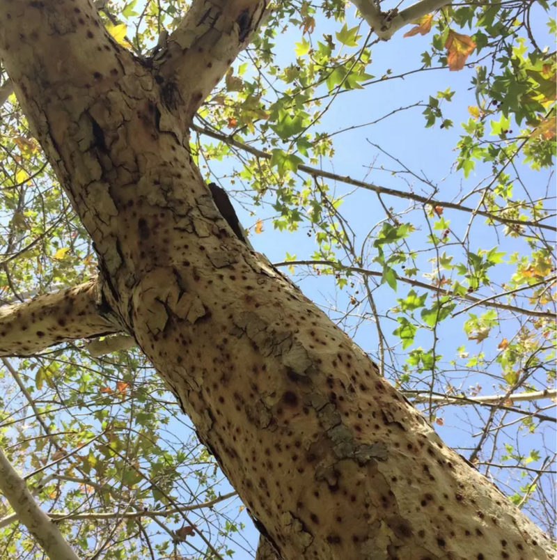 PSHB Sycamore_Serrano Arbor
