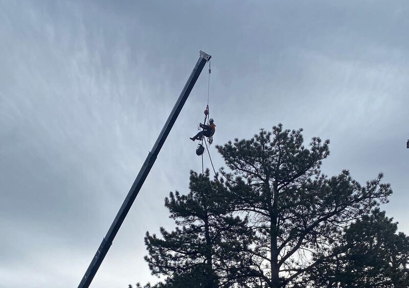 Crane-assisted tree removal by crane