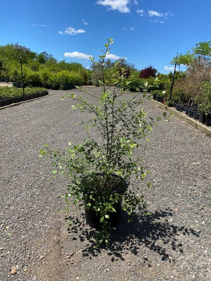 Pittosporum tenuifolium - Pittosporum Silver Sheen