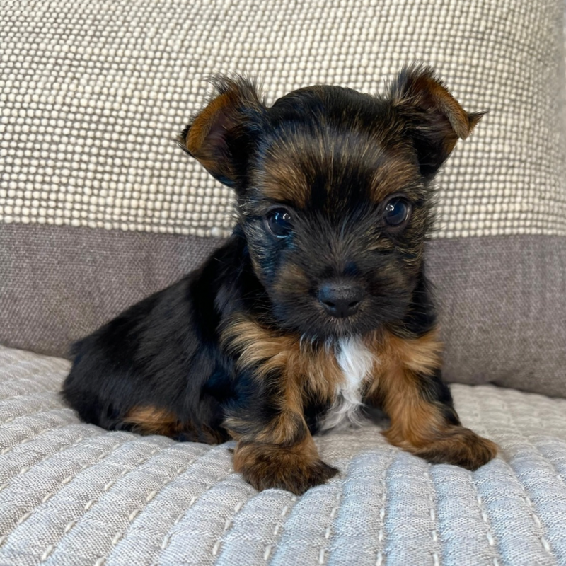 A multi-colored Yorkie puppy sitting down on a blanket staring at you