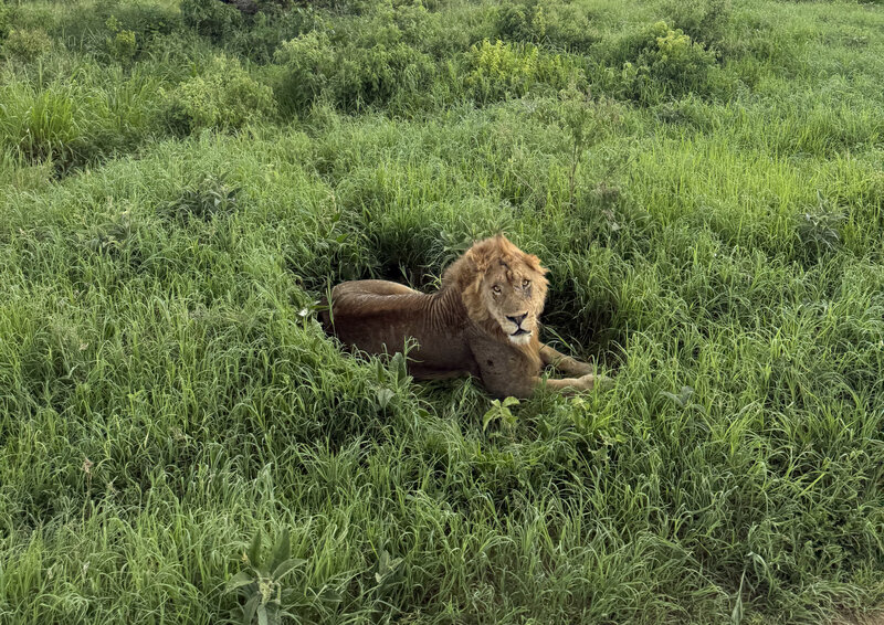 A lion in the grass