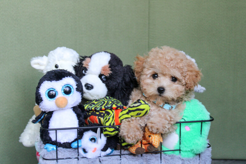 teacup maltipoo for sale